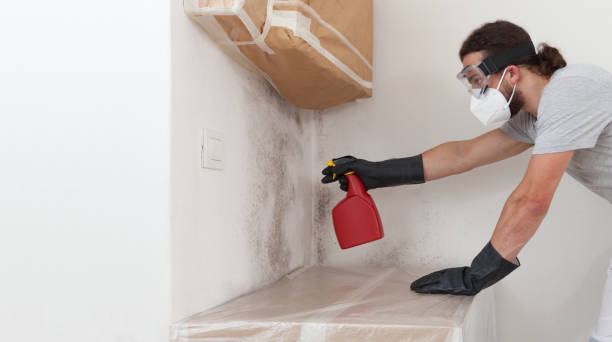 Professional Basement Mold Remediation technician working in Stoughton, MA