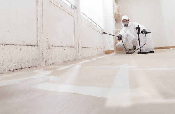 24/7 Emergency Basement Mold Remediation experts in Stoughton, MA