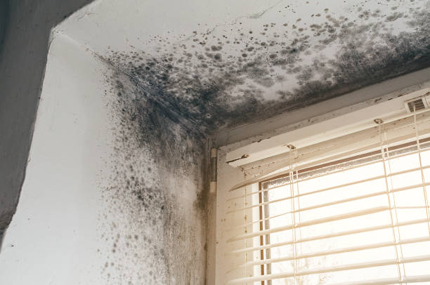 Affordable Mold Remediation solutions in Stoughton, MA